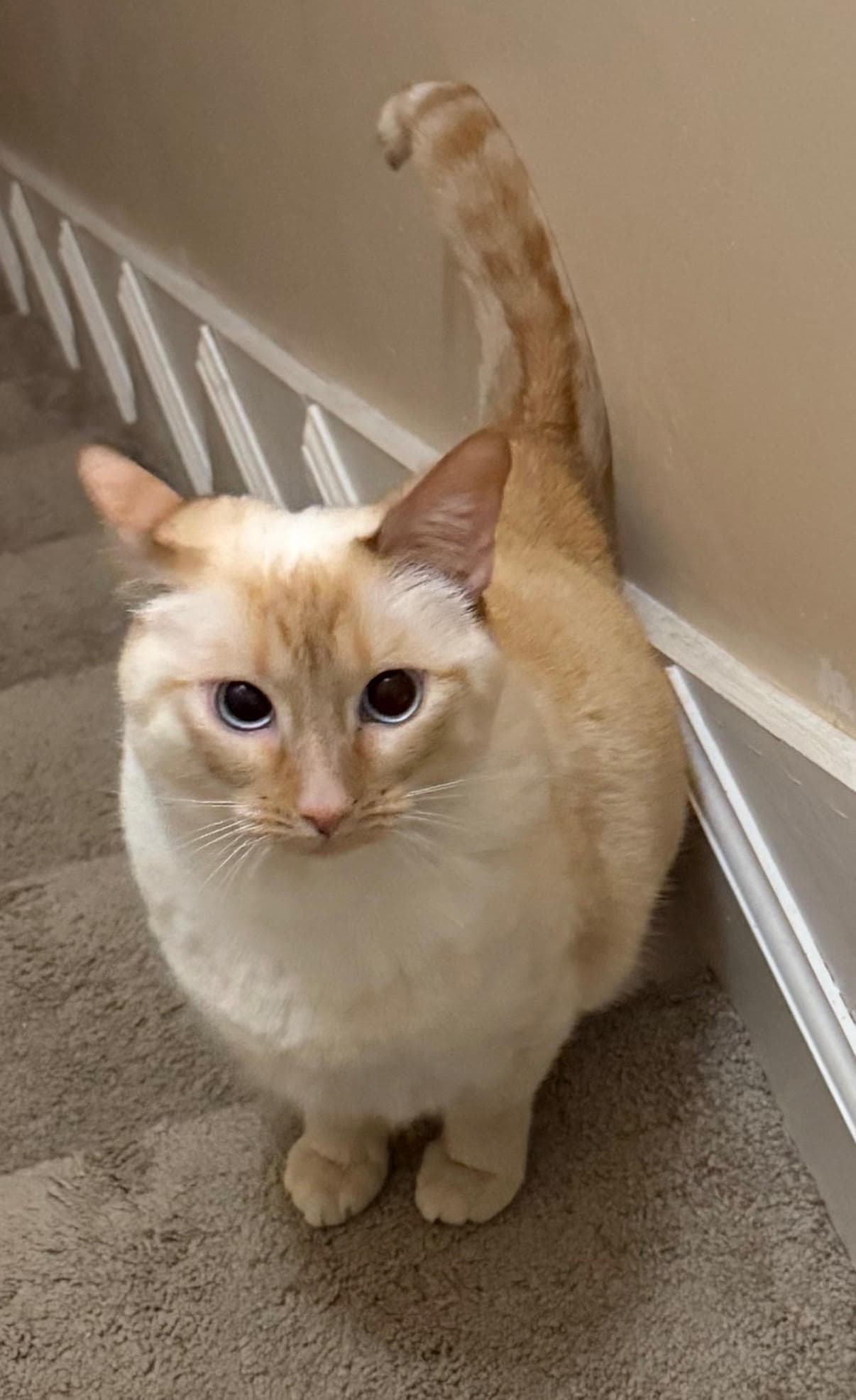 Jocelyn - Siamese