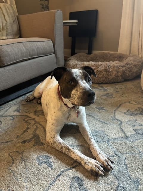 Beau Bryce - Cattle Dog