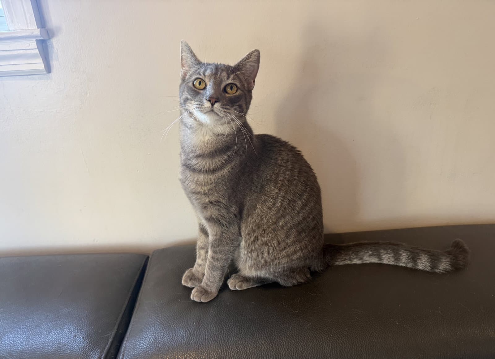 Skye - Domestic Short Hair
