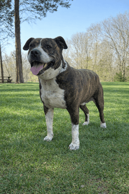 Dexter image 1