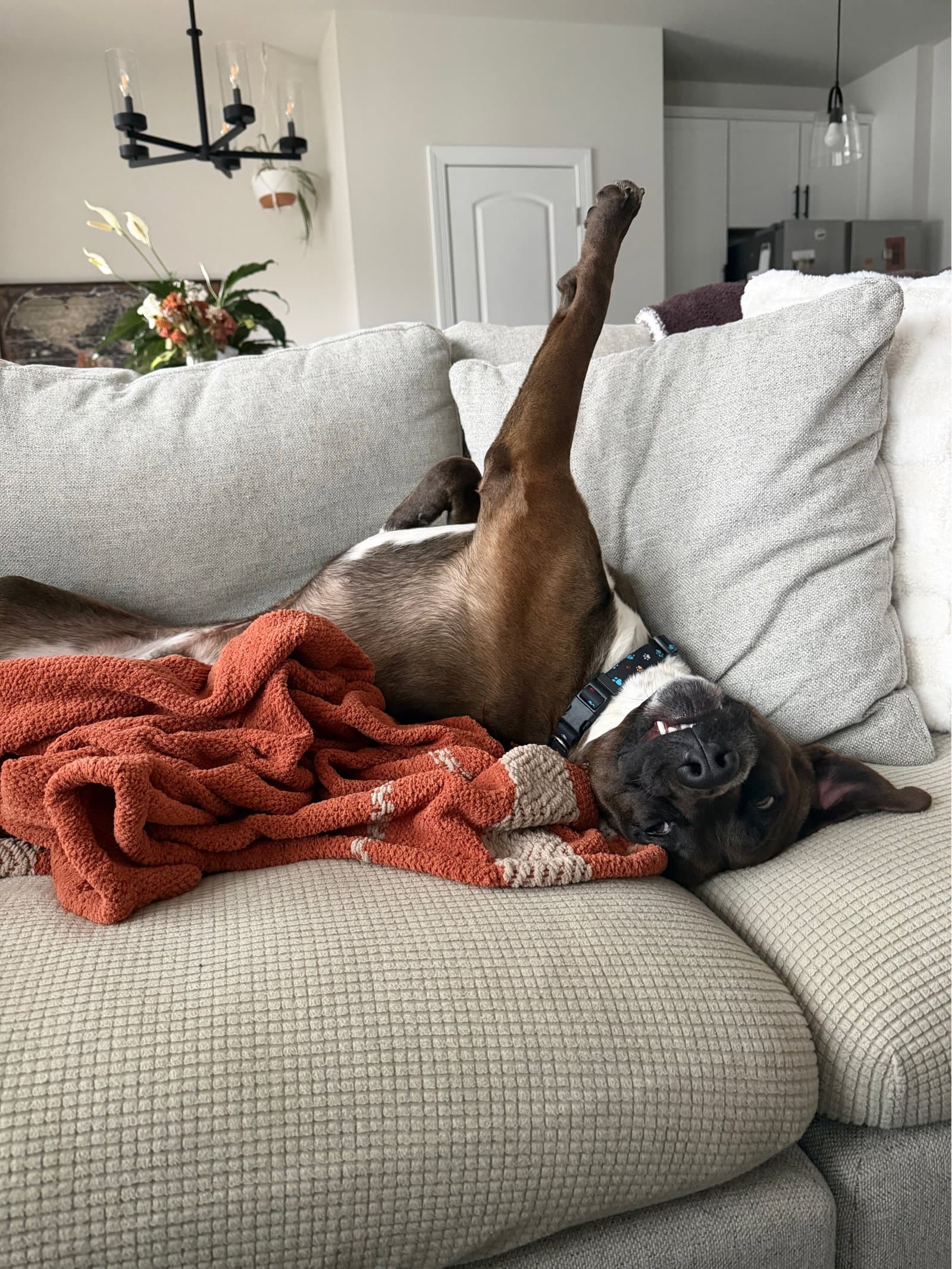 Finn Jamon - Pit Bull Terrier