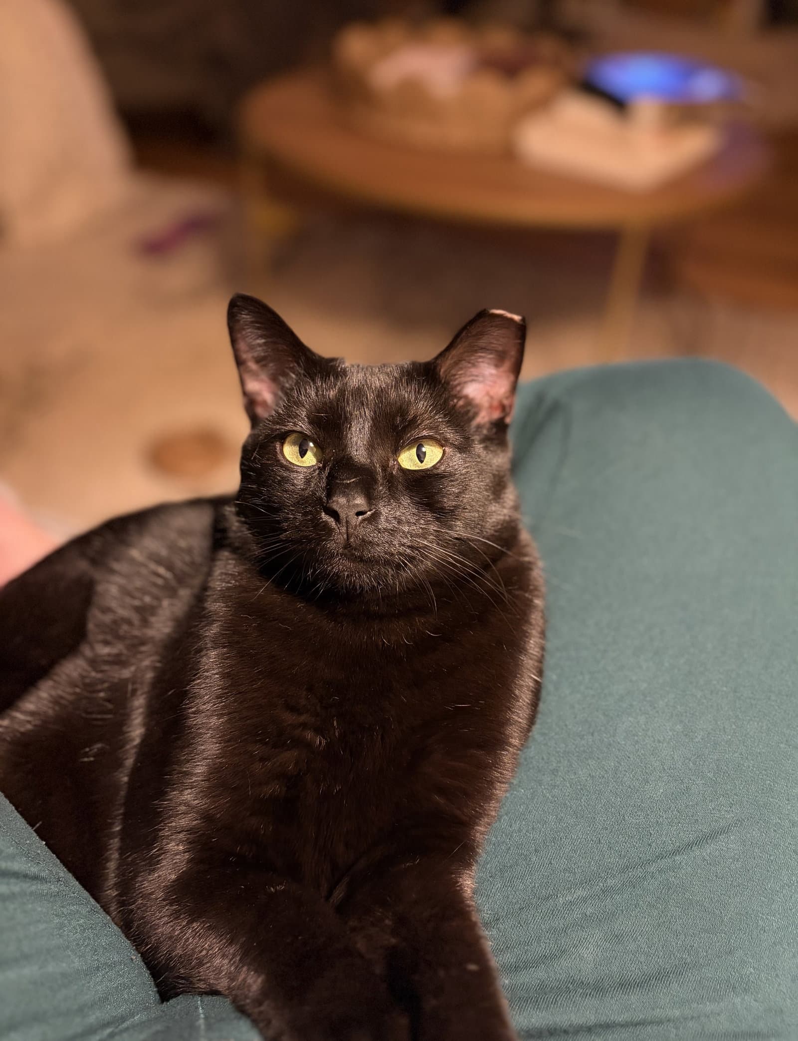Jordan - Domestic Short Hair