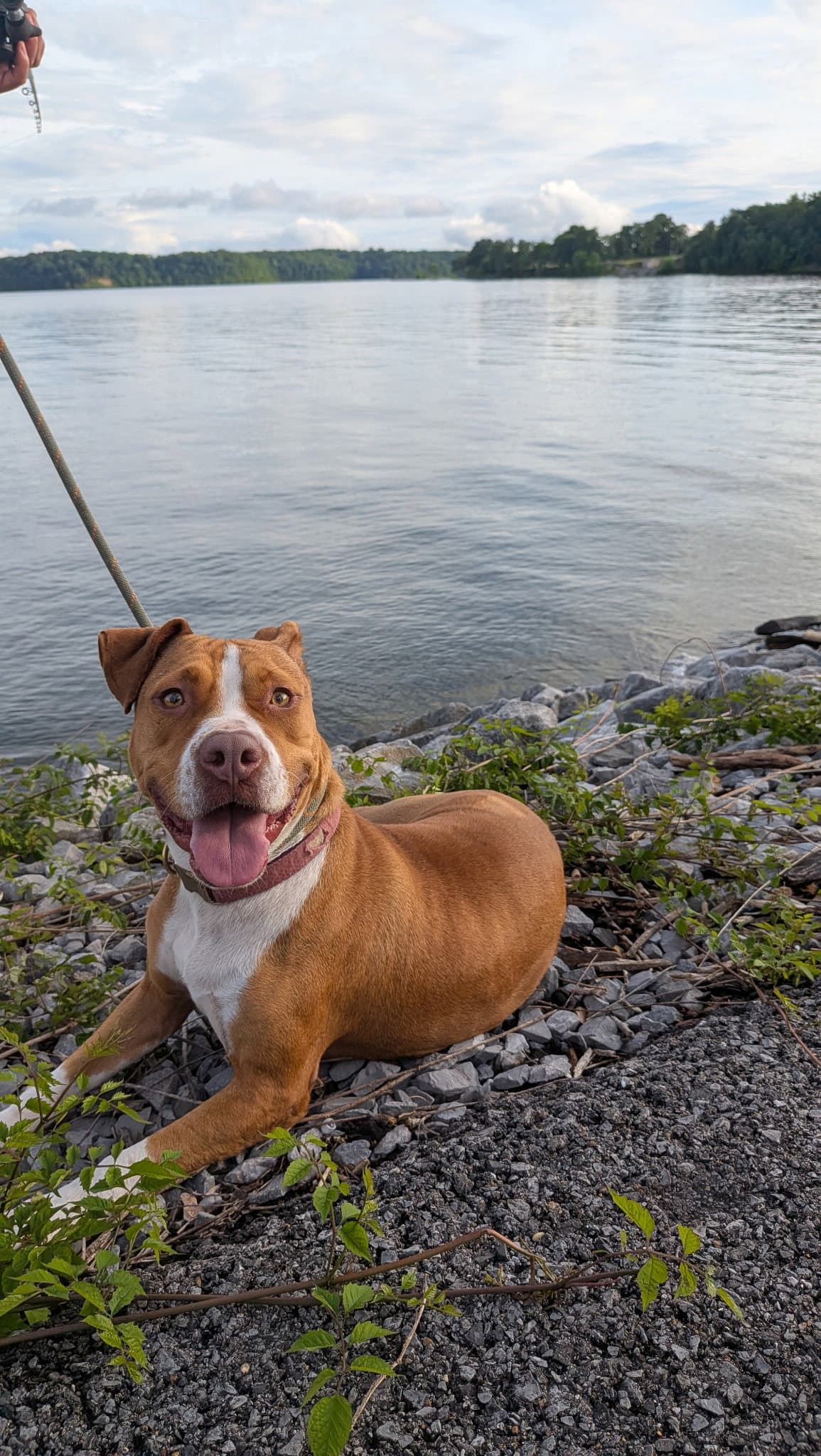 Debbie - Pit Bull Terrier