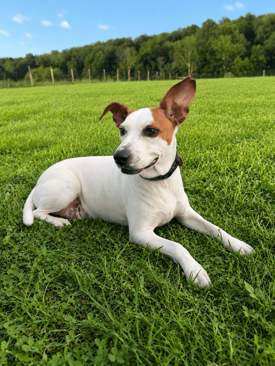 Maryland F - Pit Bull Terrier