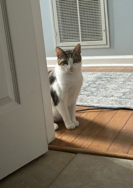Sparkle - Domestic Short Hair