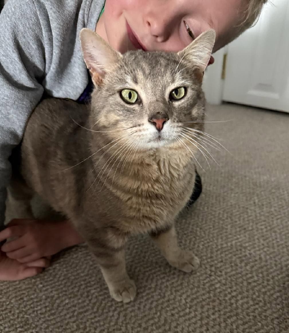 Sage - Domestic Short Hair