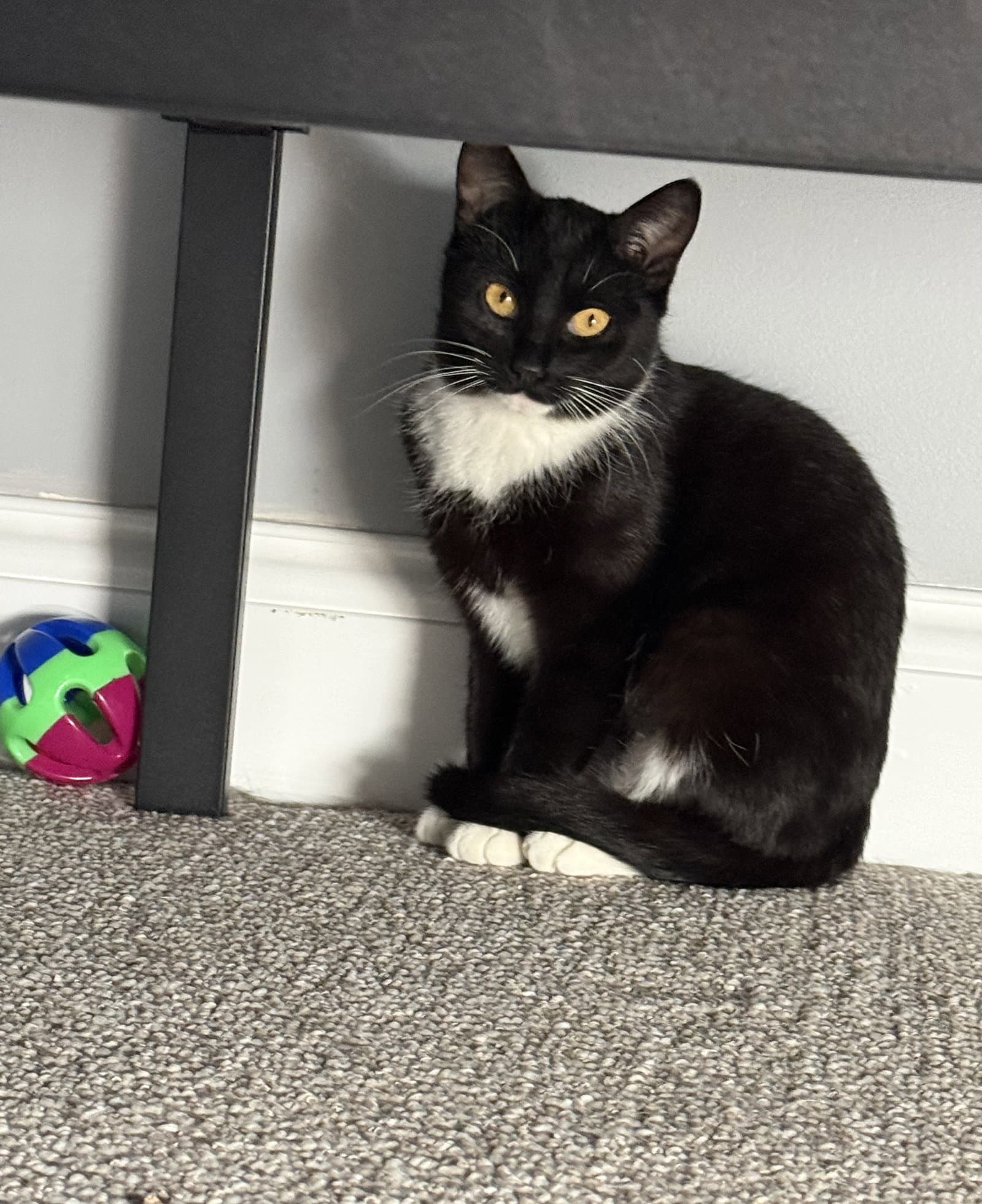 Panda - Domestic Short Hair