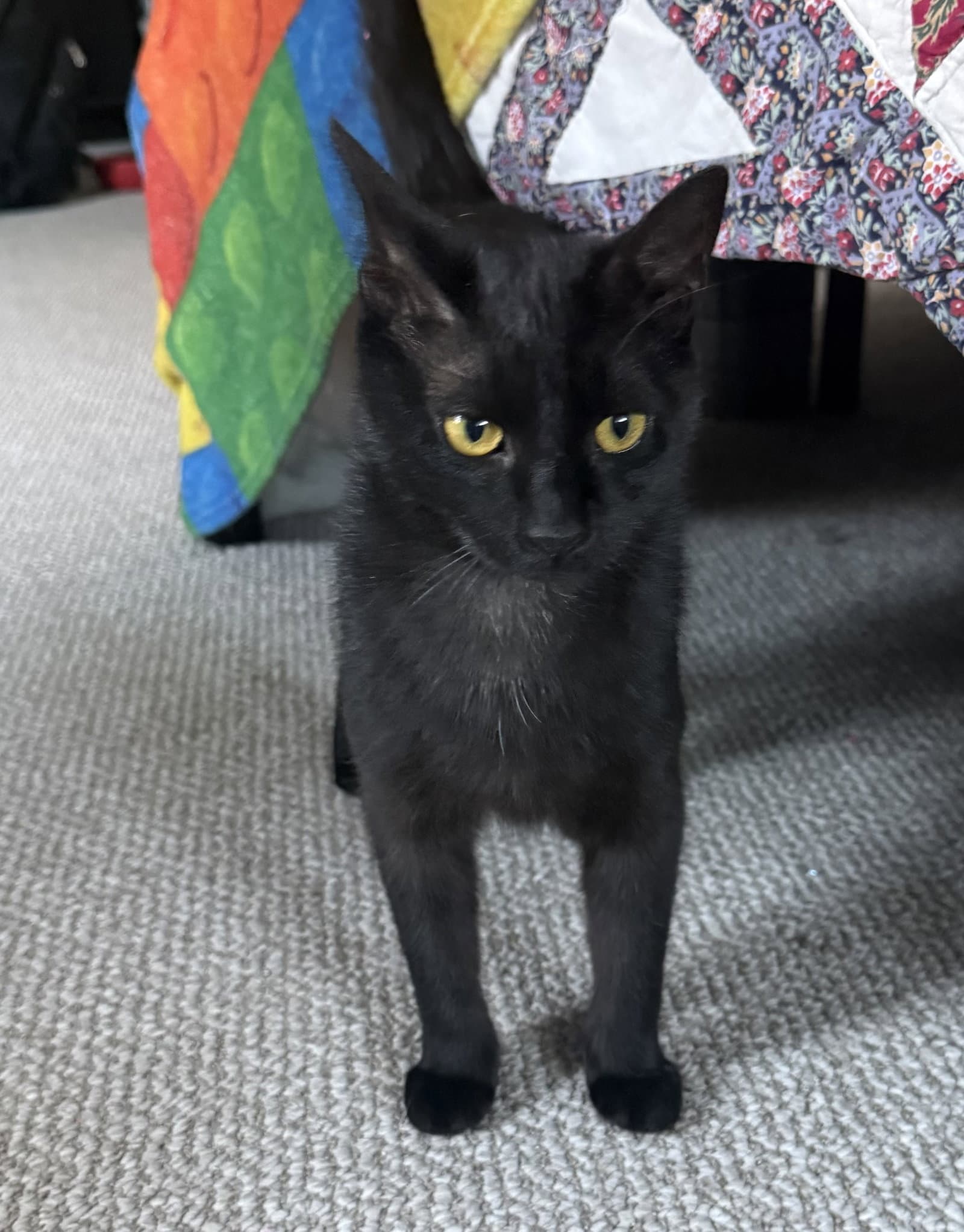 Onyx - Domestic Short Hair
