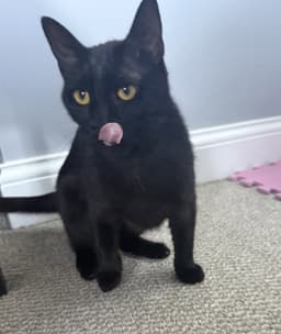 Onyx image 2