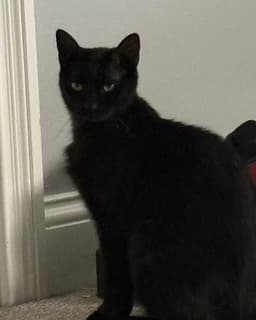 Onyx image 3