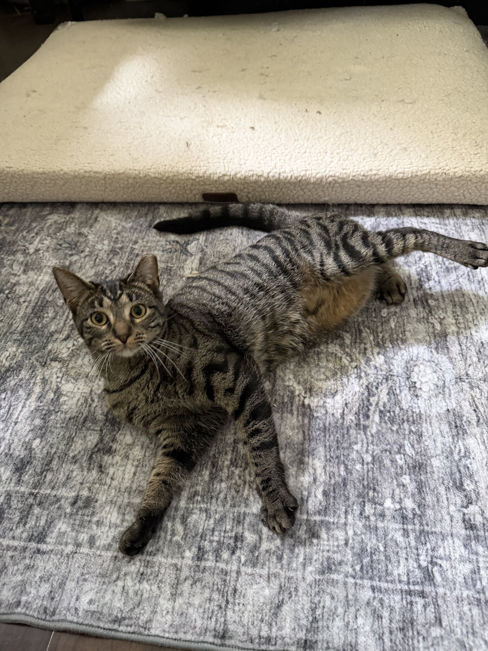 Cookie - Domestic Short Hair