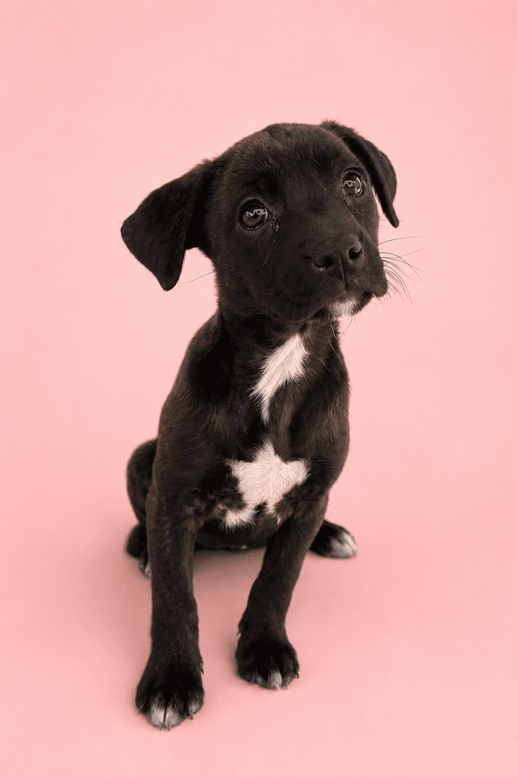 Kimberly - Australian Cattle Dog/Blue Heeler