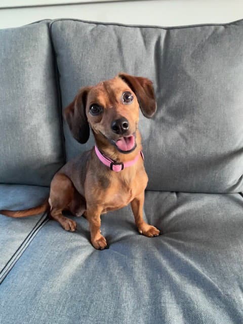 Brielle - Dachshund