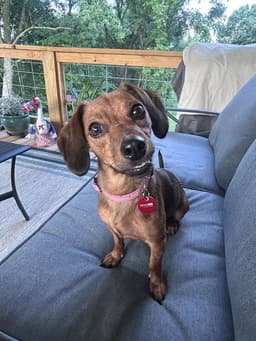 Brielle image 3