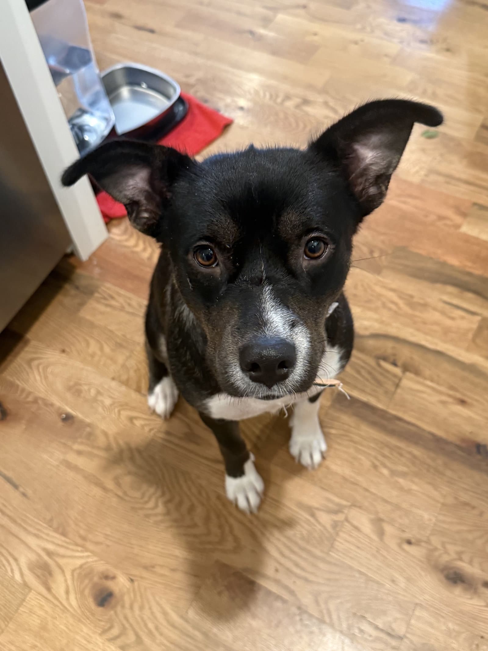 Valley Girl - Terrier