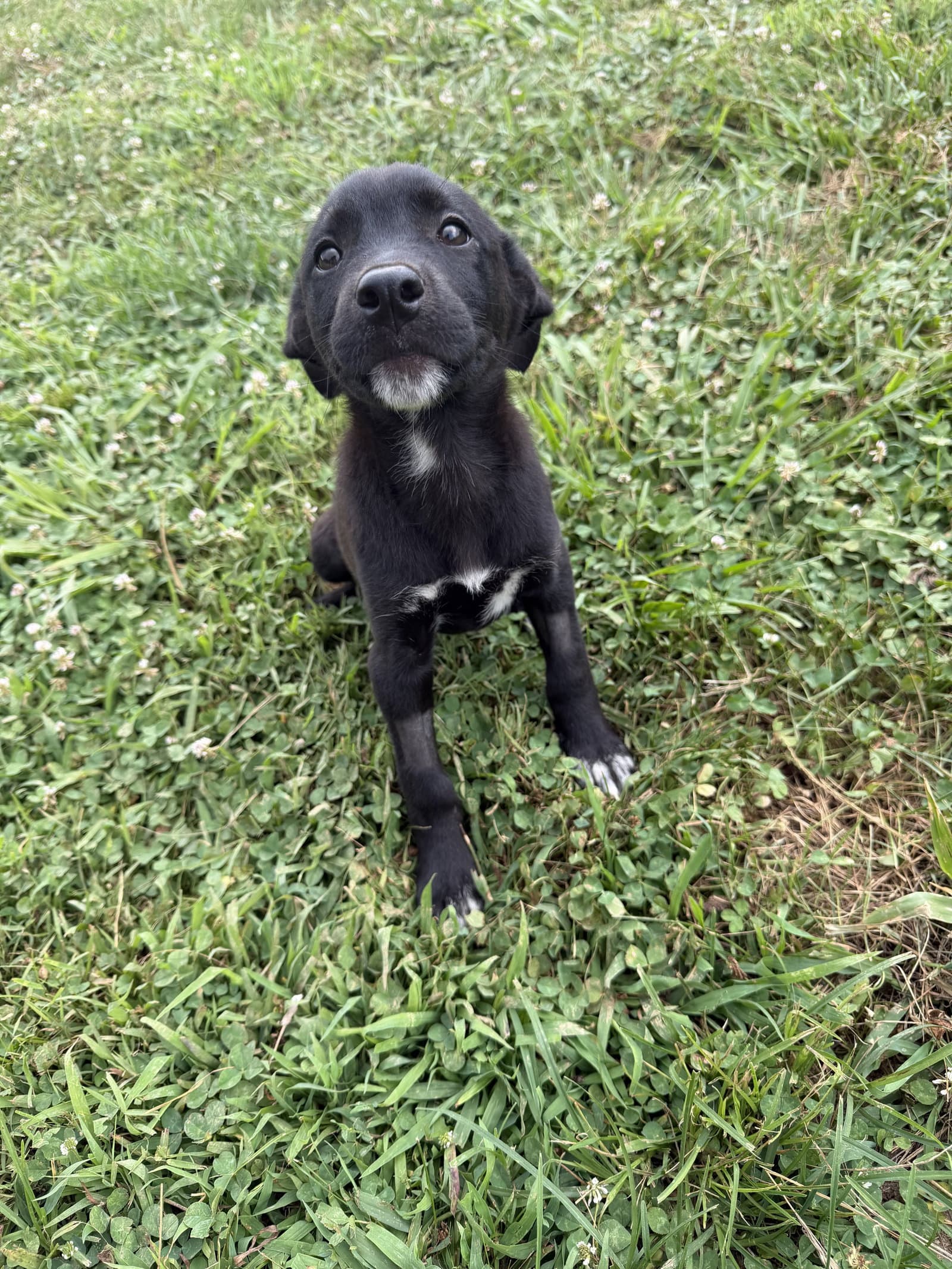 Violet - Terrier