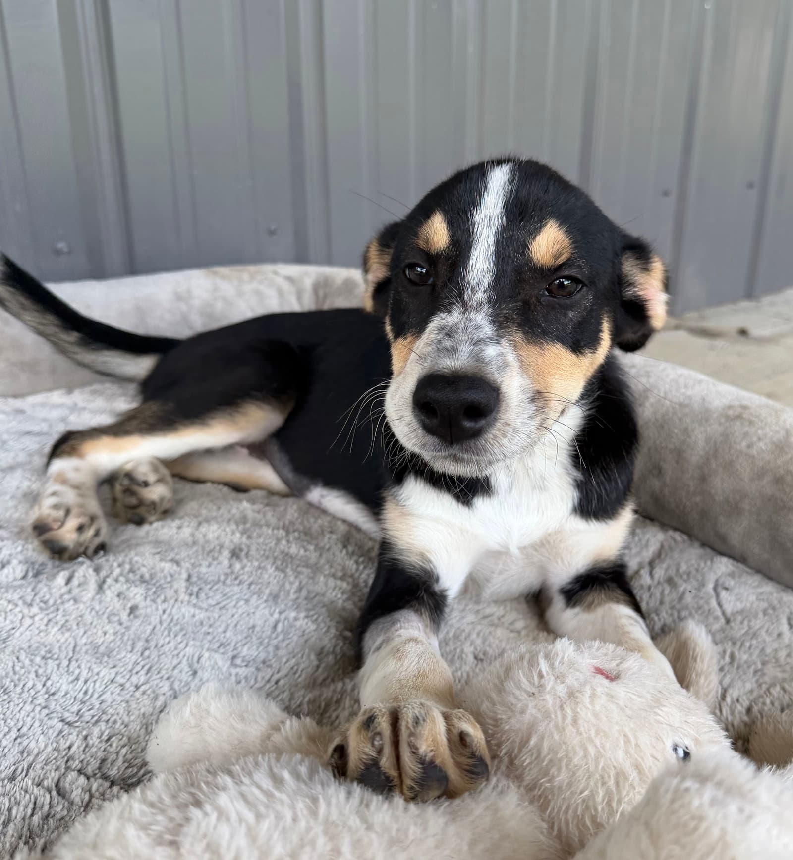 Vera - Australian Cattle Dog/Blue Heeler