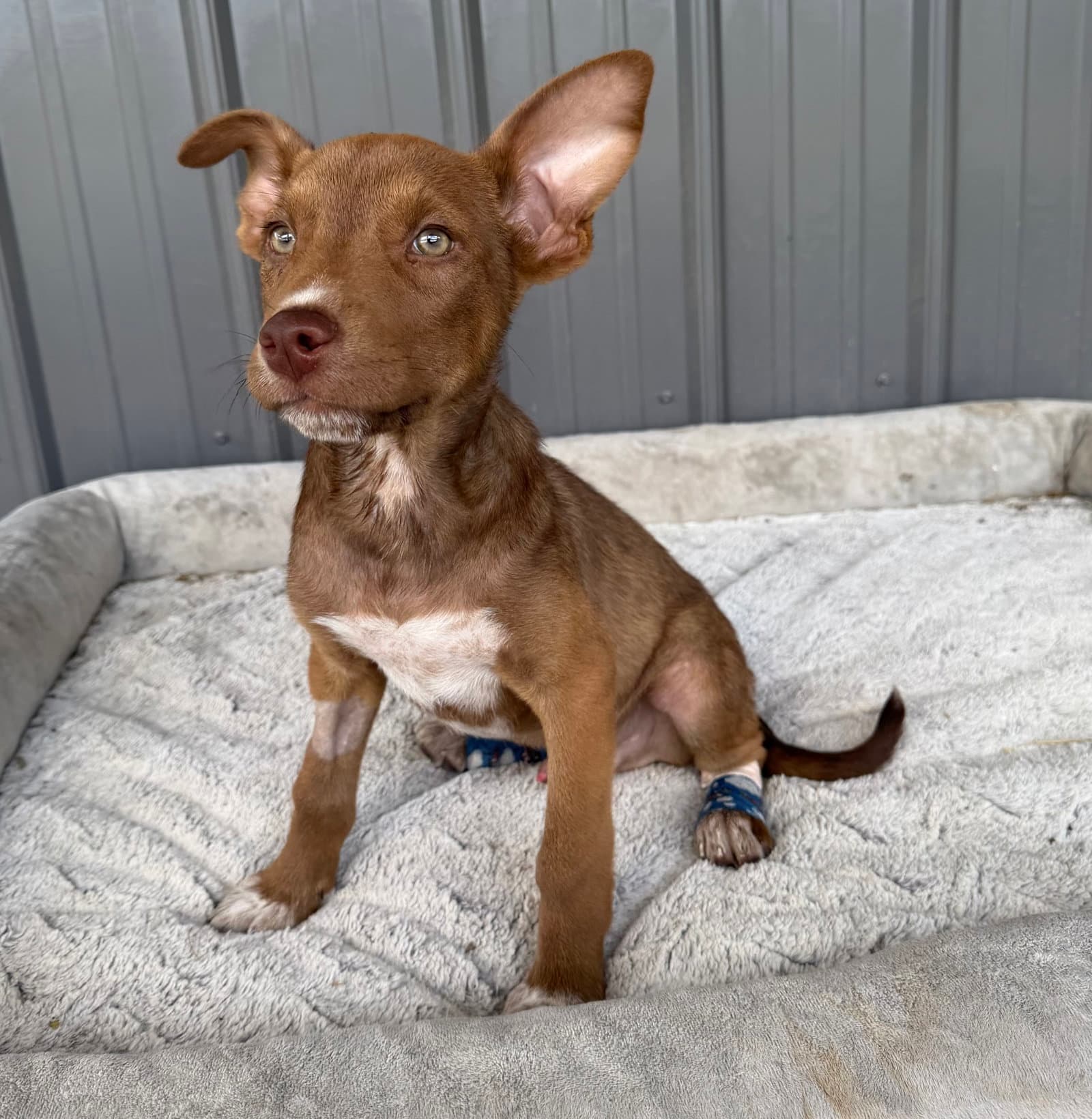 Volt - Australian Cattle Dog/Blue Heeler
