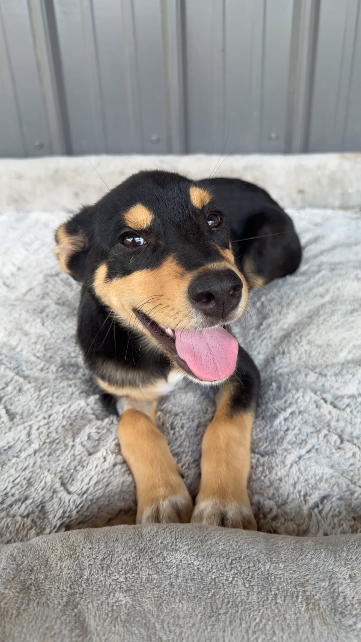 Verdy F - Australian Cattle Dog/Blue Heeler