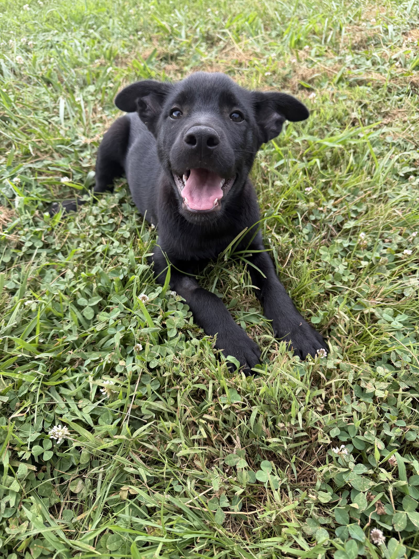 Vance - Cattle Dog