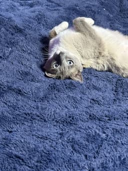 Stormie Mae image 3