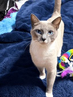 Stormie Mae image 1