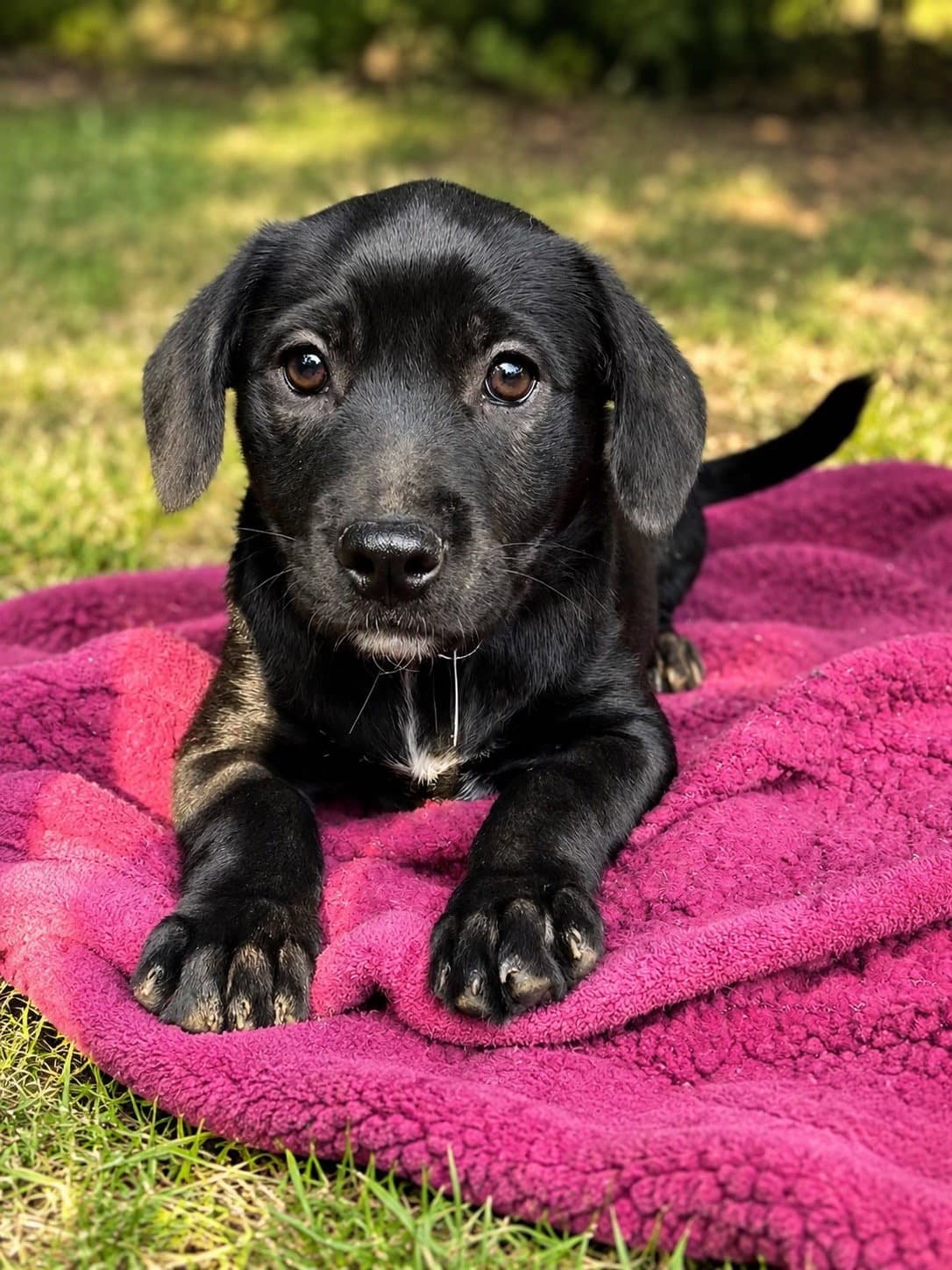 Macy - Labrador Retriever