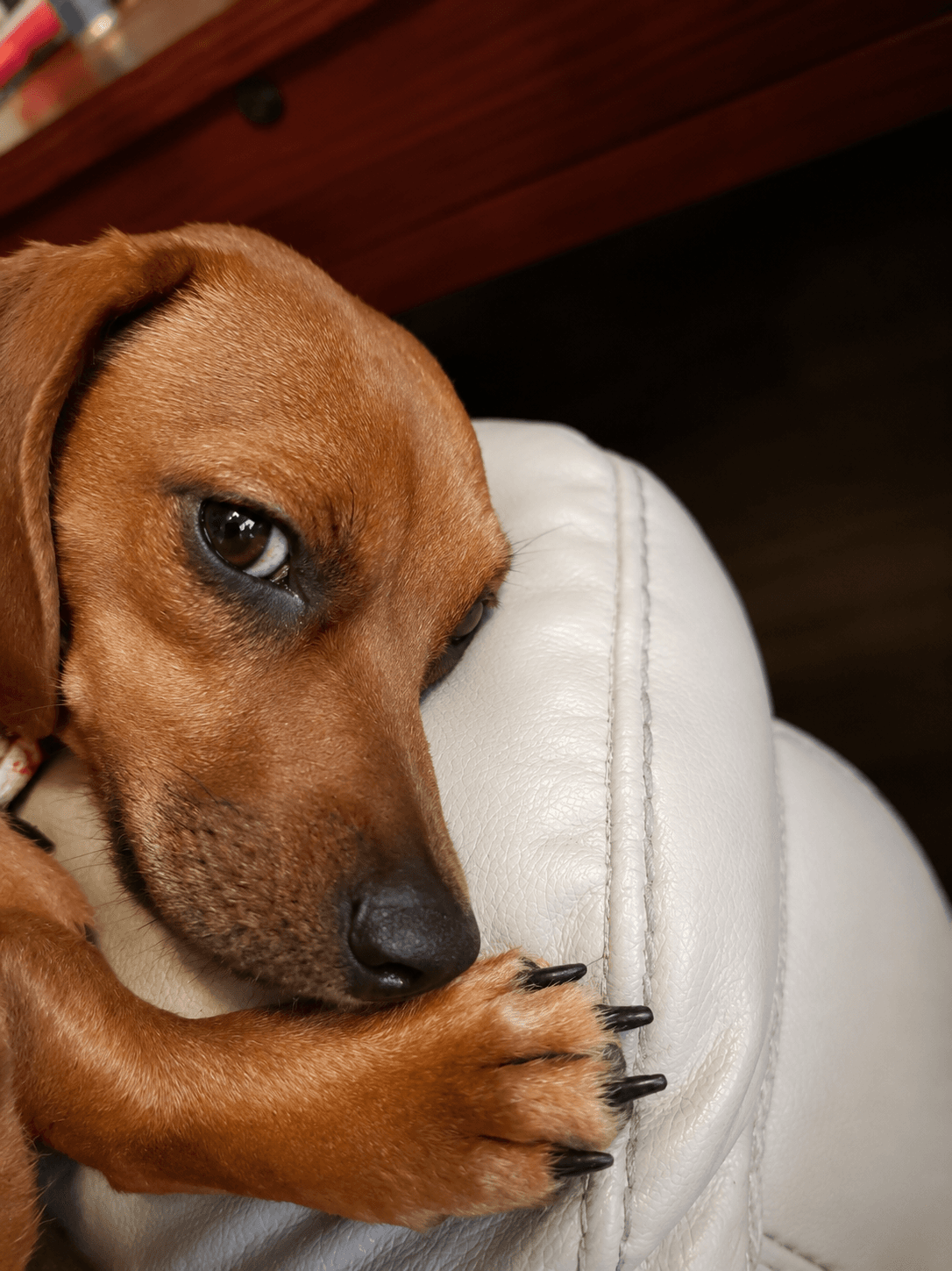 Josie Bonded With Samantha - Dachshund