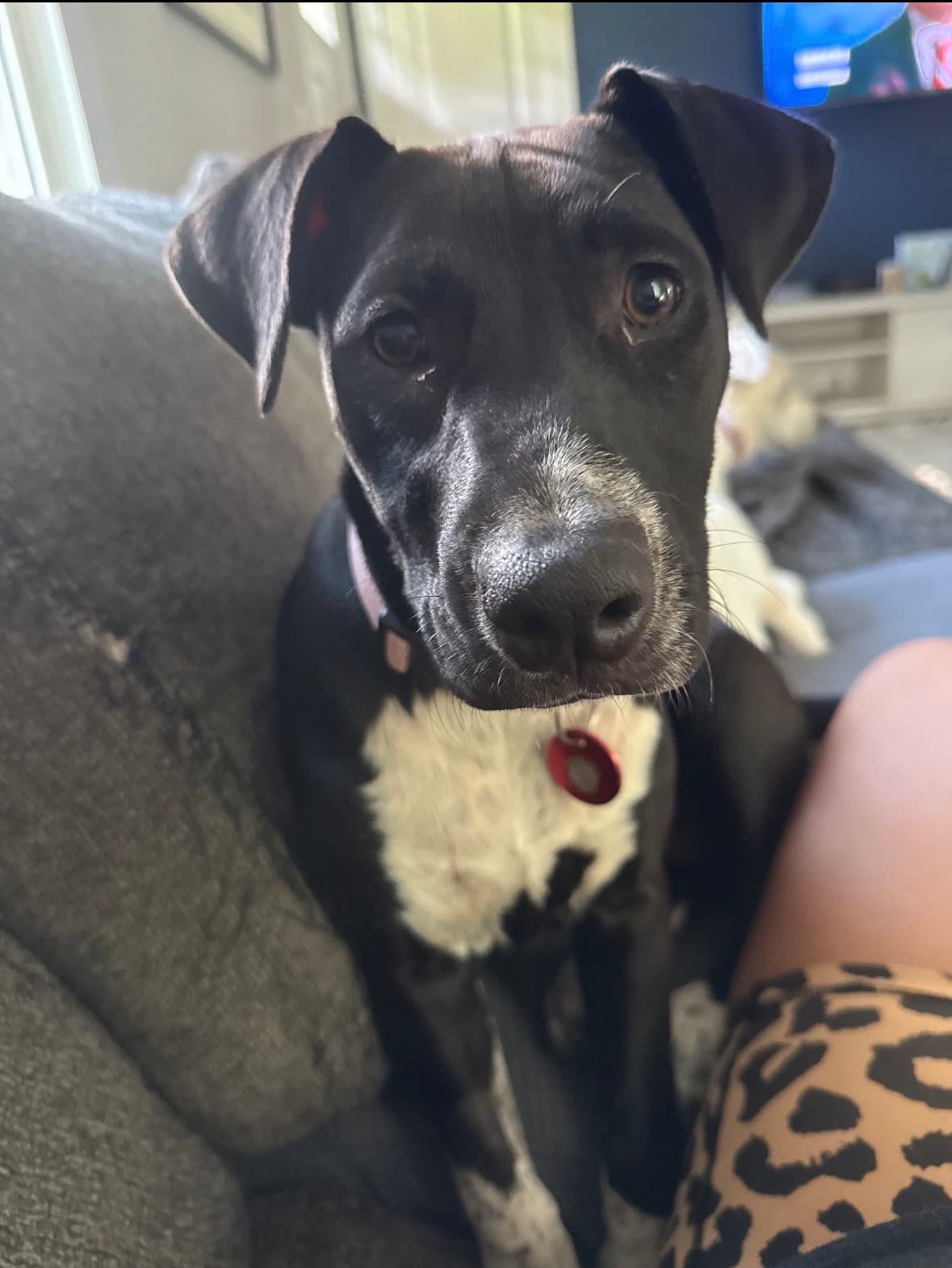 Piper - Labrador Retriever