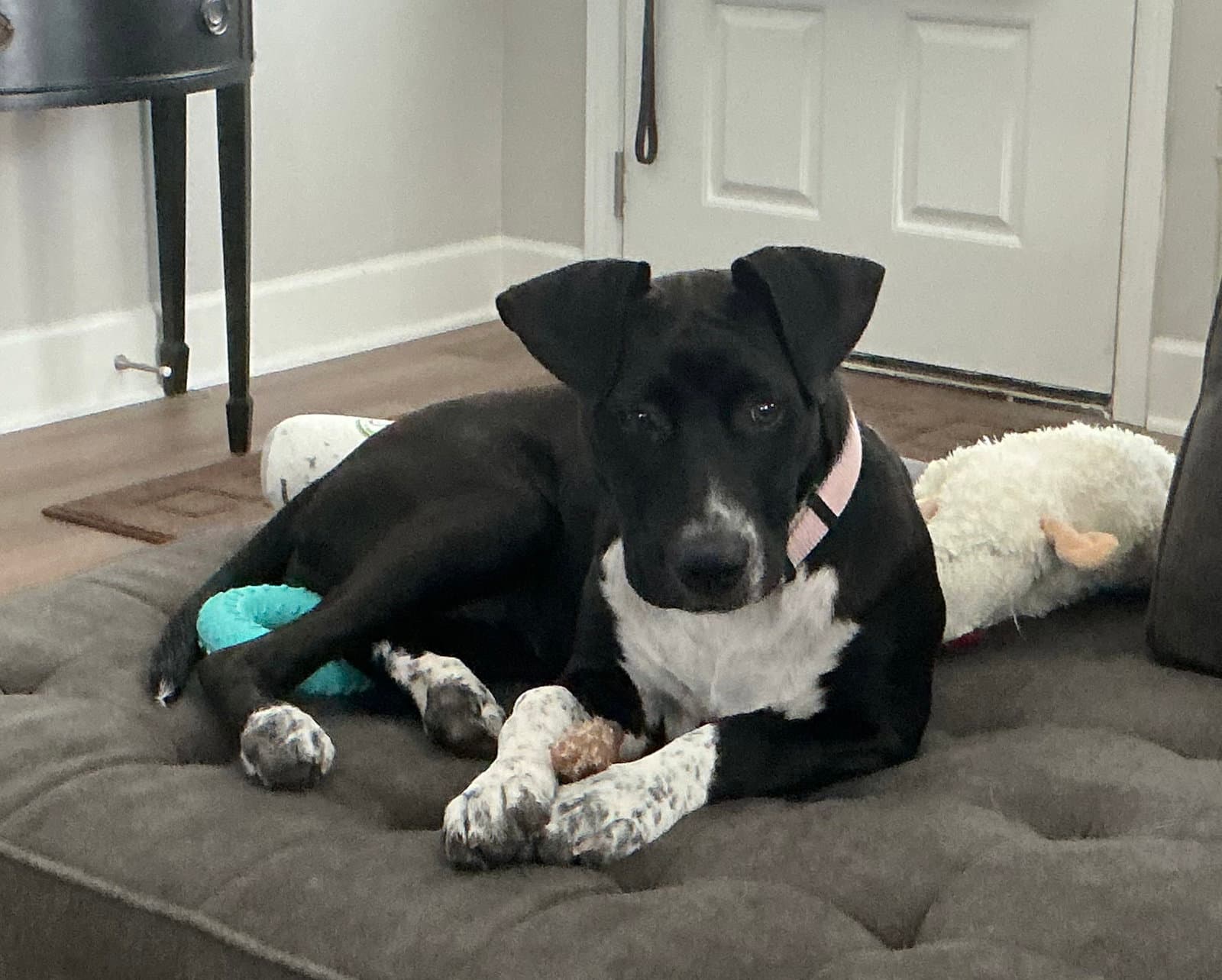 Piper