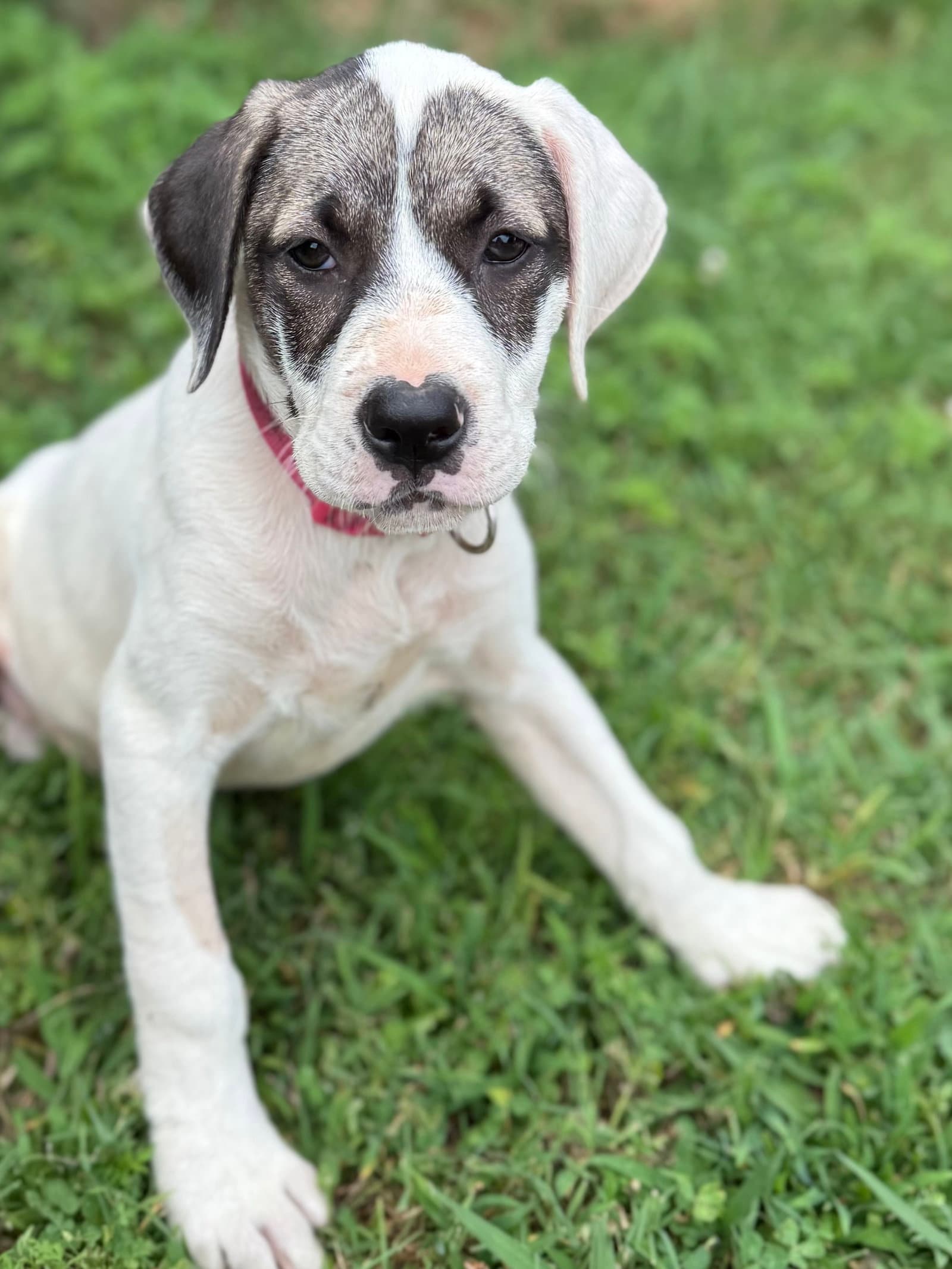 Cricket F - Pit Bull Terrier