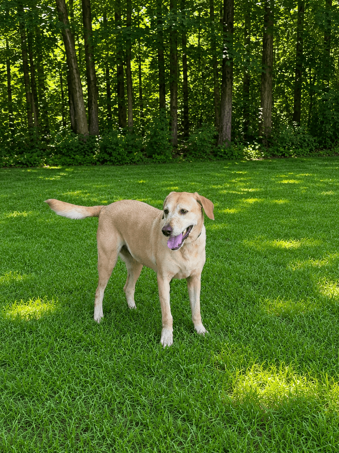 Cathy Faith - Labrador Retriever