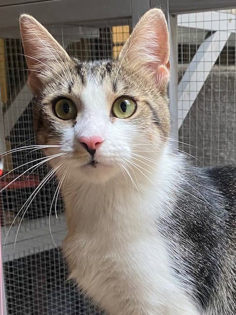 Prima - Domestic Short Hair
