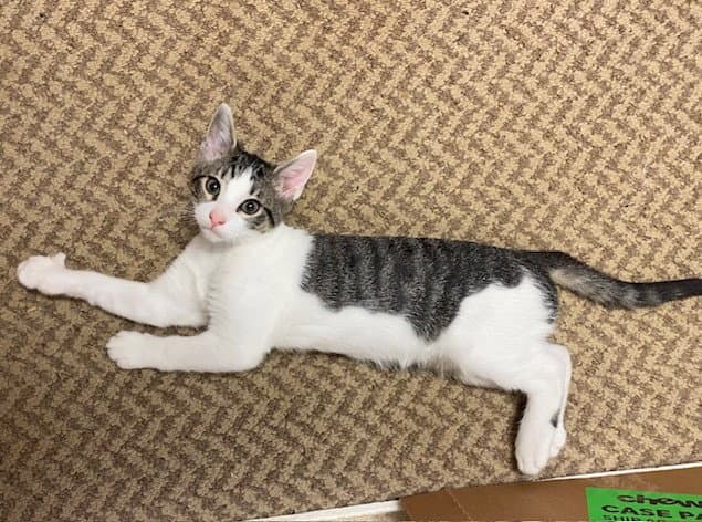Ditto - Domestic Short Hair