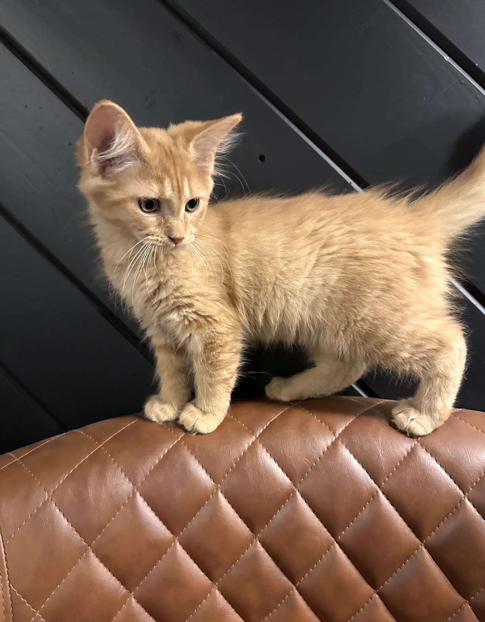 Moolah - Domestic Long Hair