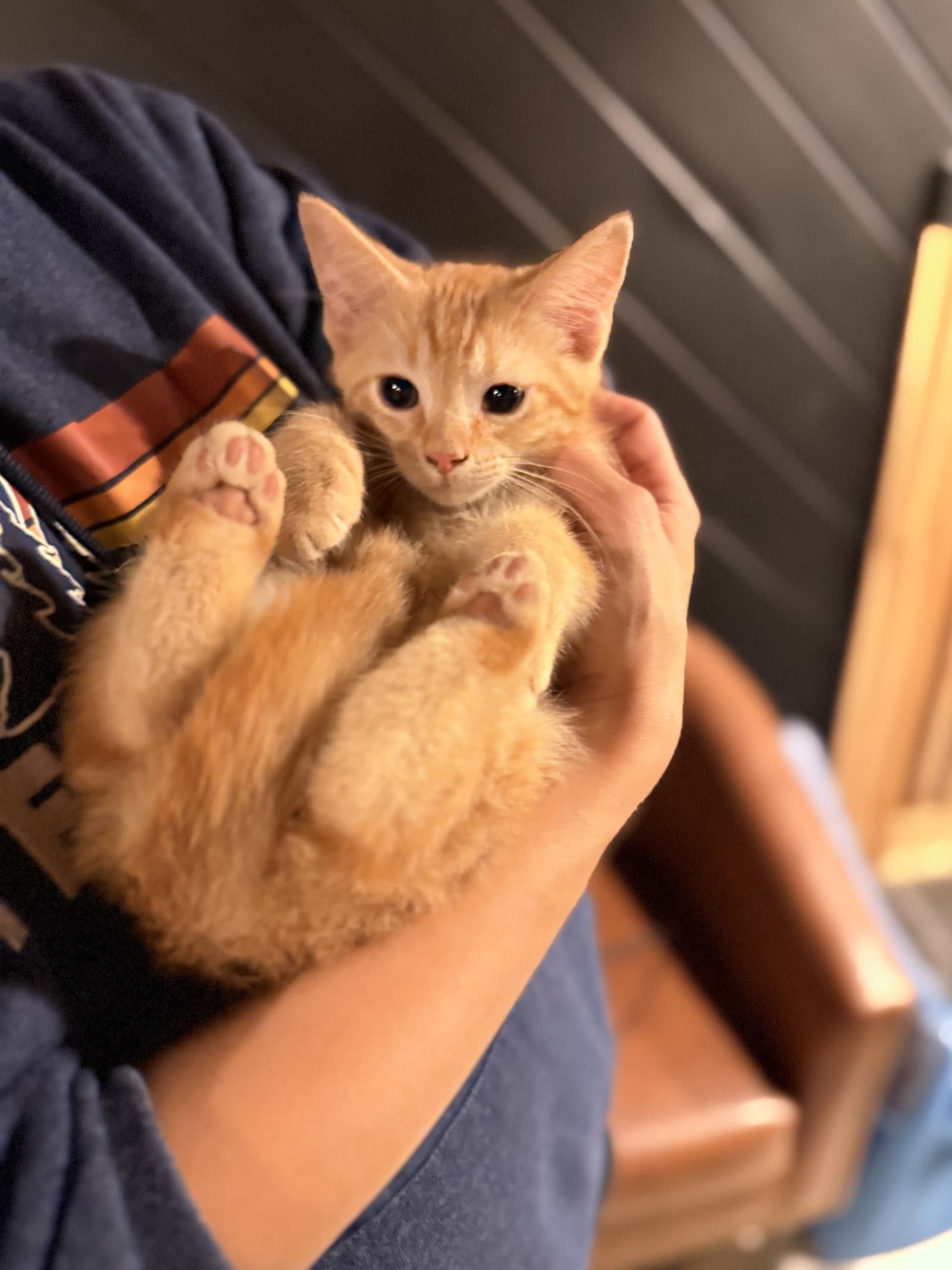 Fargo - Domestic Short Hair