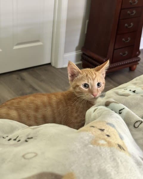Oliver - Domestic Short Hair