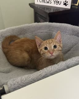 Oliver image 2