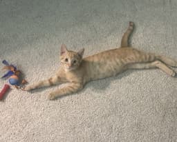 Oliver image 3