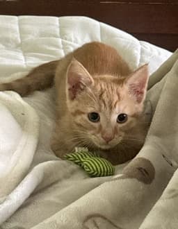 Oliver image 4
