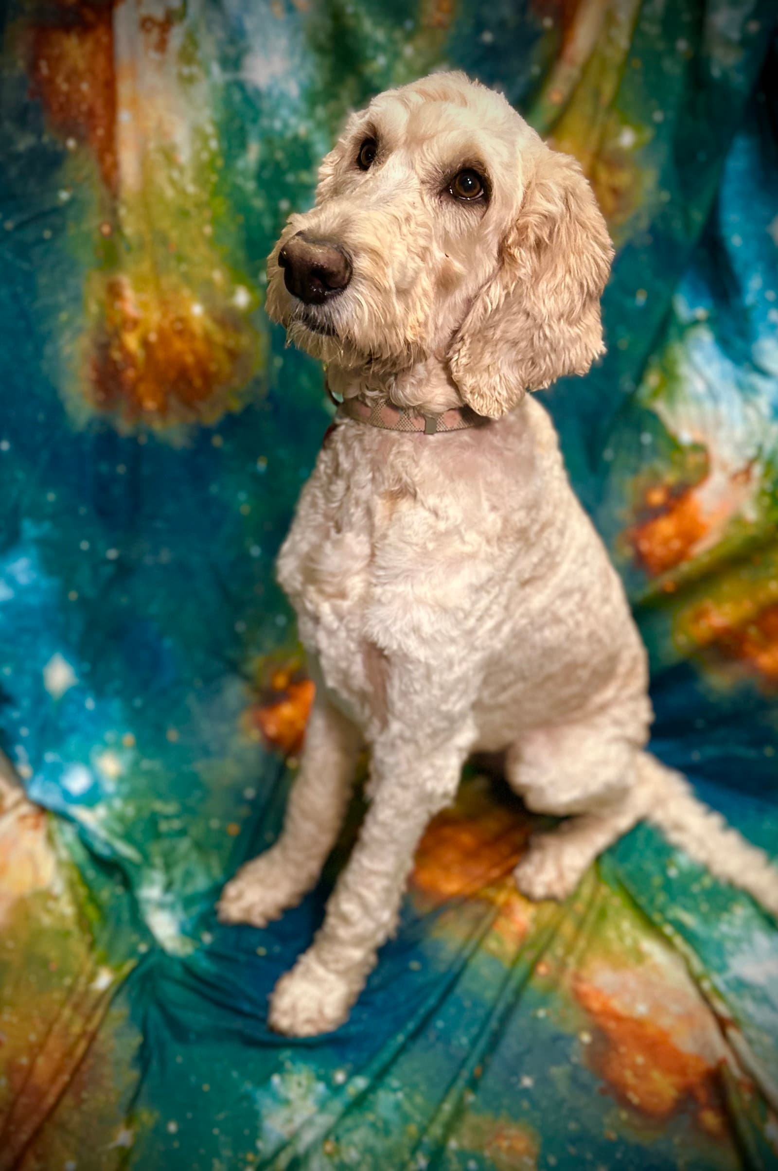 Susie - Poodle (Standard)