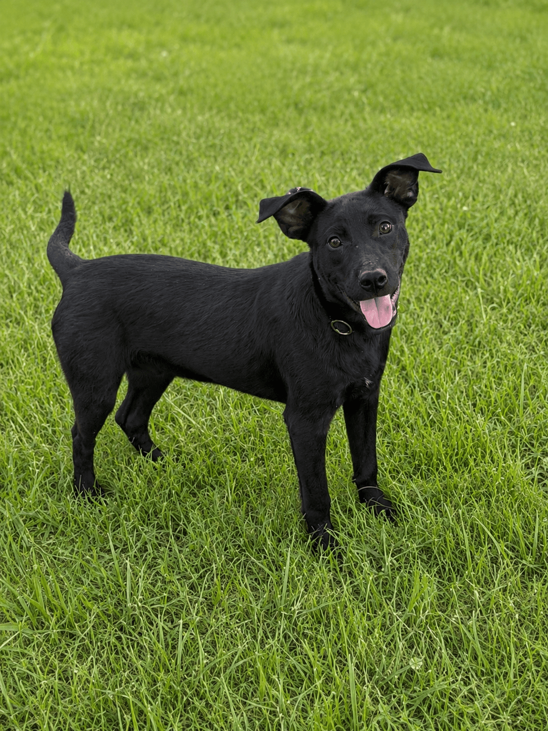 Alan Alabama M - Shepherd