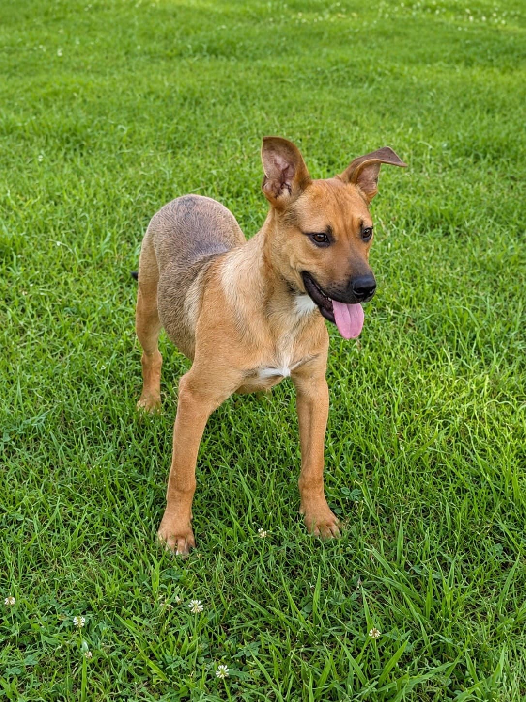 Anderson Alabama M - Shepherd
