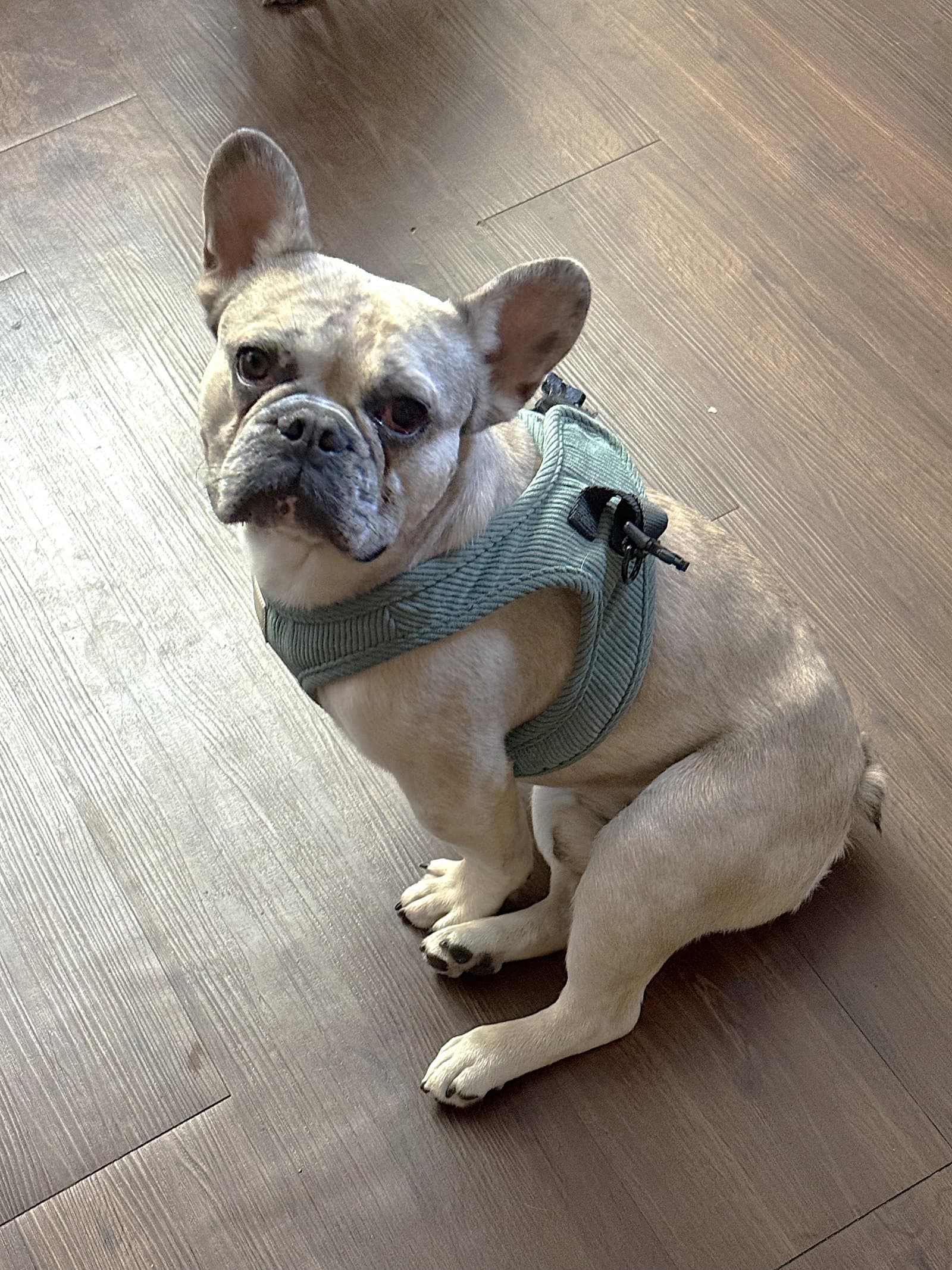 Duke - French Bulldog