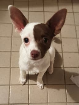 Sweet Boy image 1