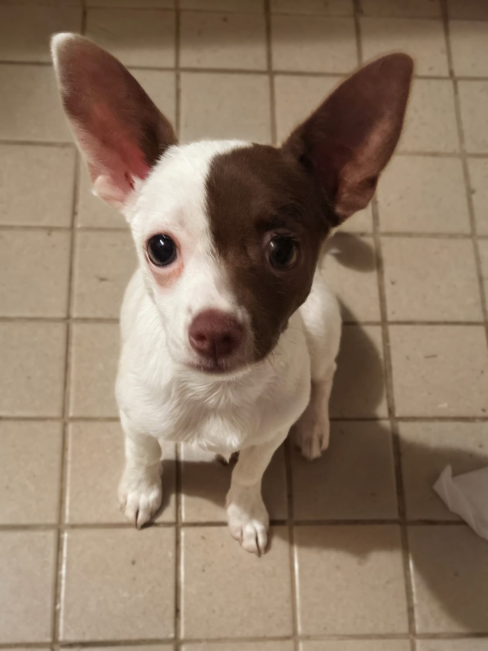 Sweet Boy - Chihuahua