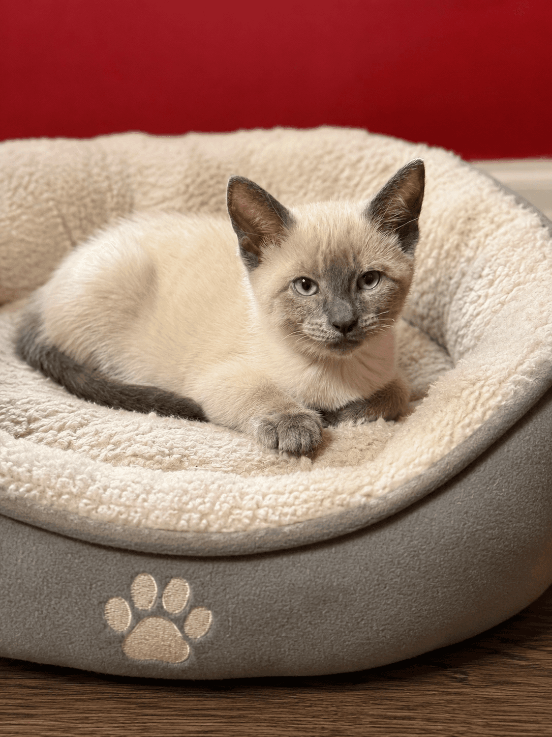 Sammi Mae - Domestic Short Hair
