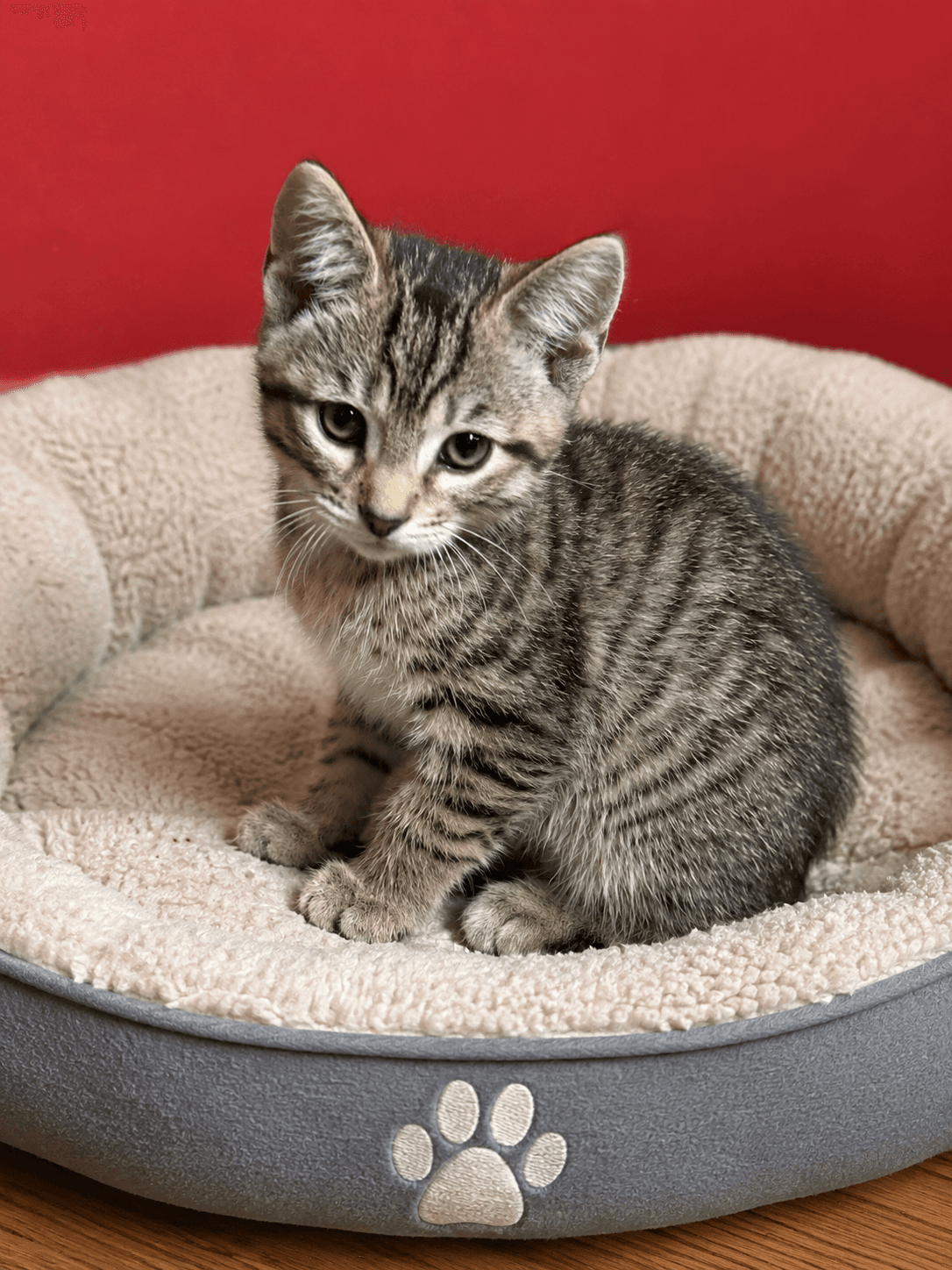 Sawyer - Domestic Short Hair