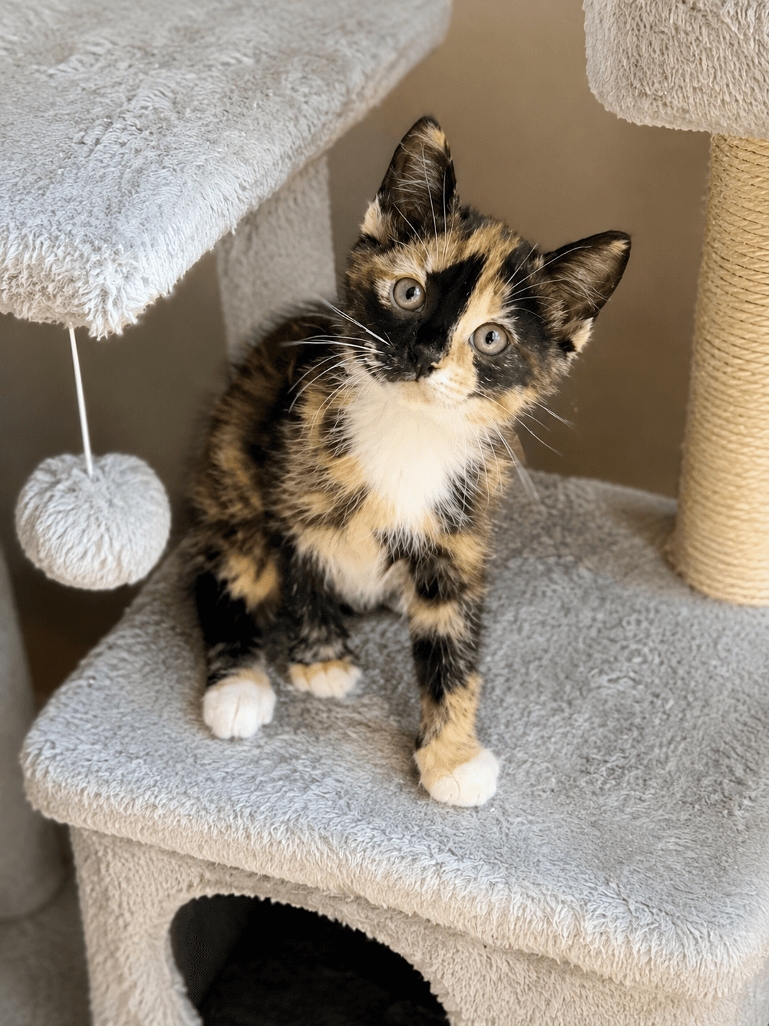 Saige Mae - Domestic Short Hair