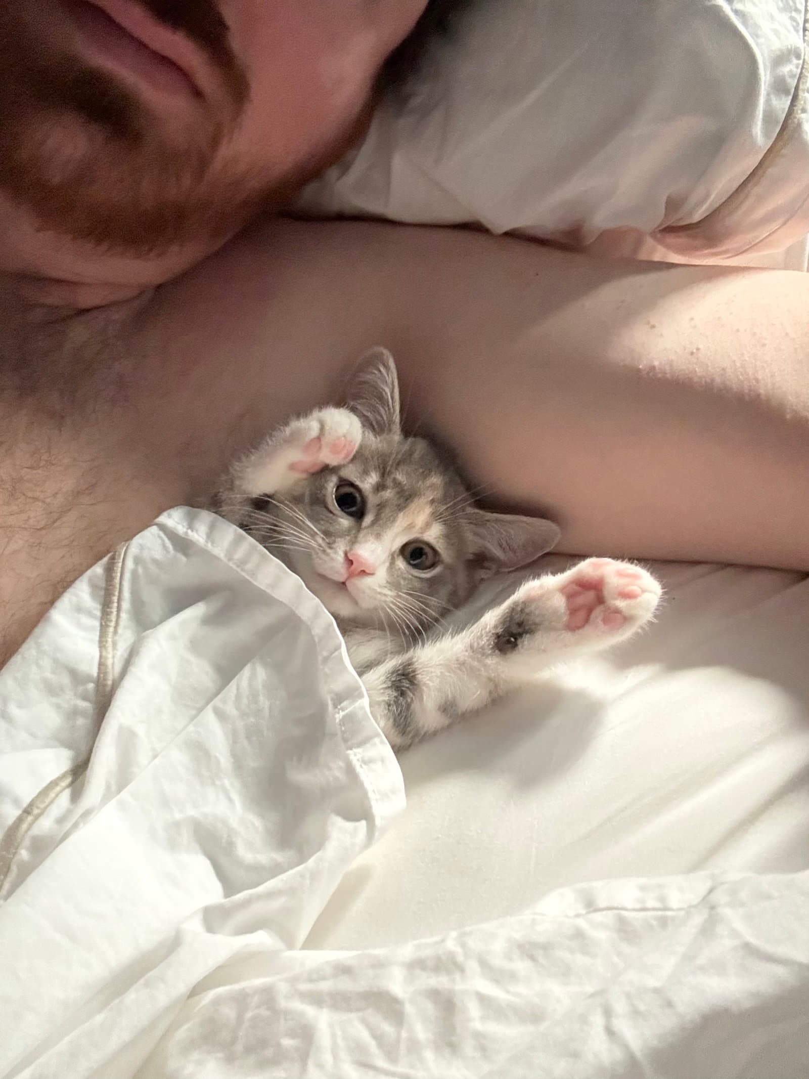 Sylvia - Domestic Short Hair